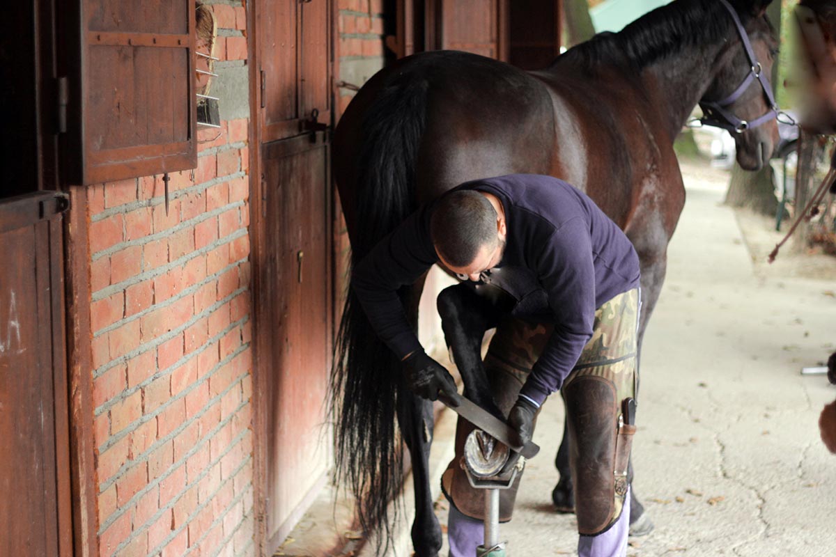 a farrier trims and shoes the hind foot of a dark bay horse