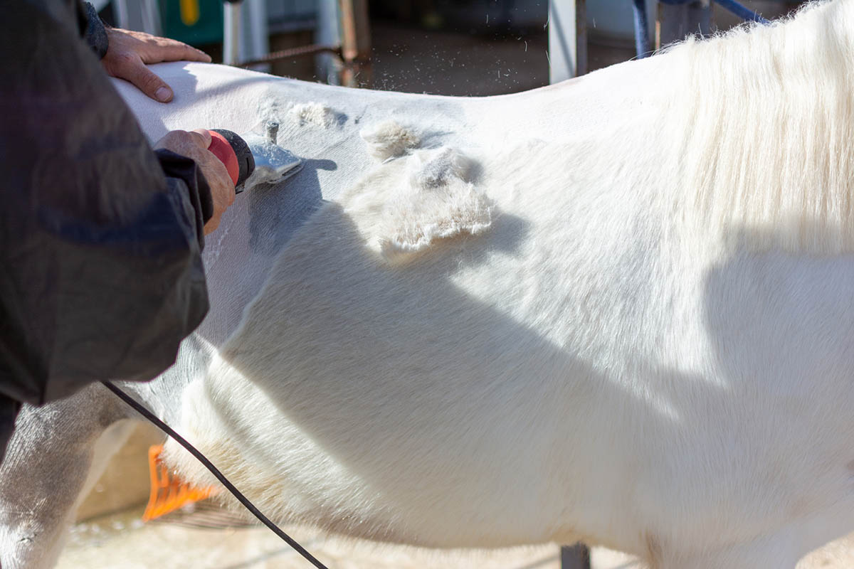 A man uses a clipper to body clip a white pony's winter coat