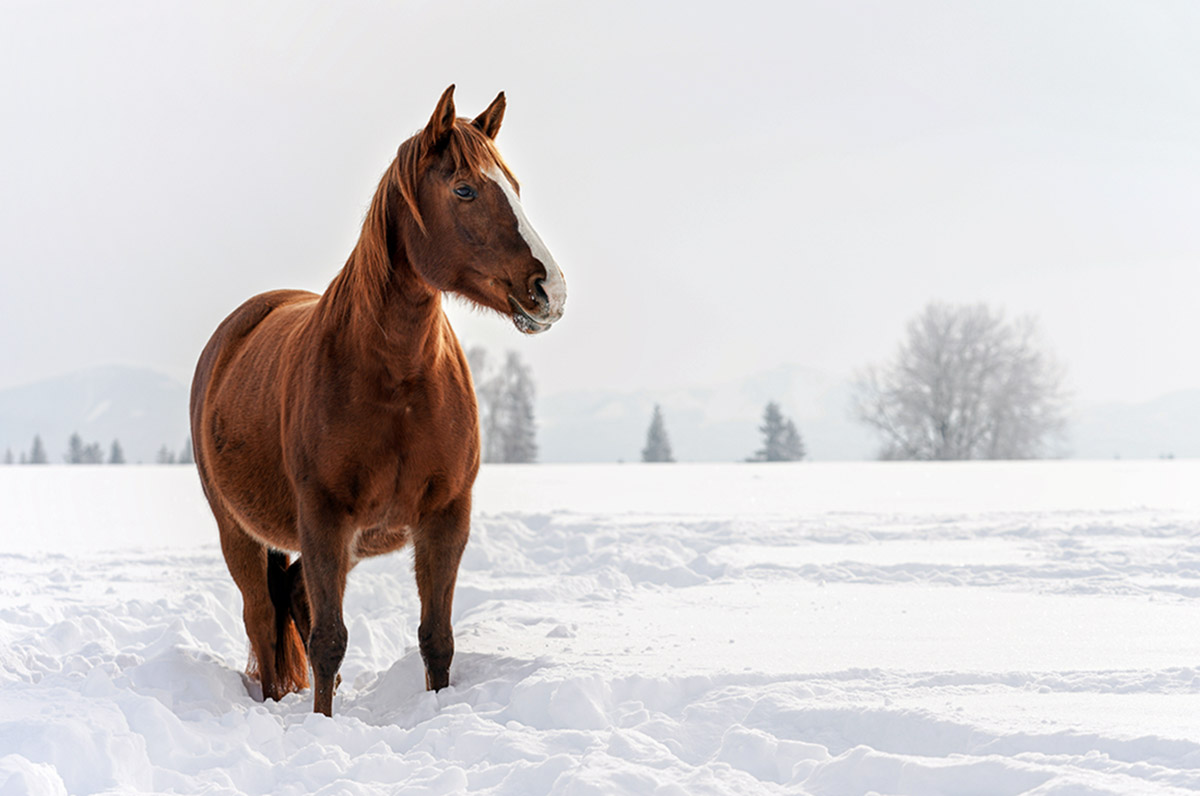 A chestnut horse with a thick winter coat stands in a snowy field