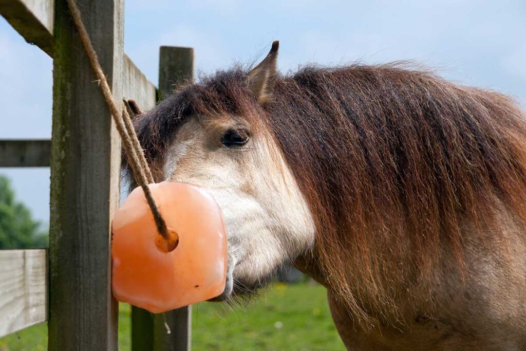 A pony licks a Himalayan salt block tied to a fence post