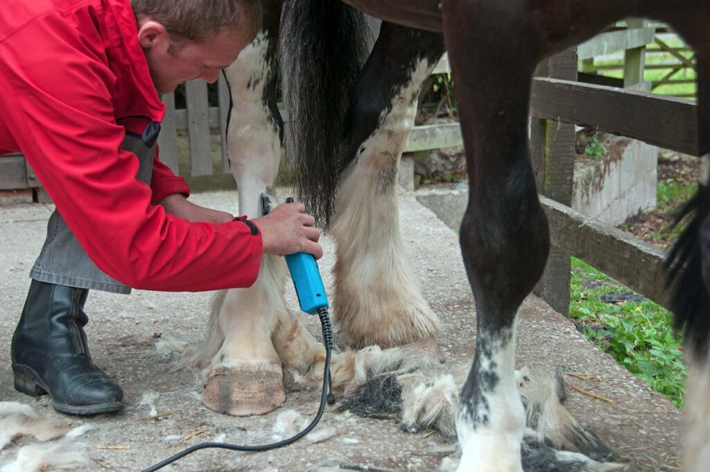 a man clips the long leg feathers on a draft horse's hind legs