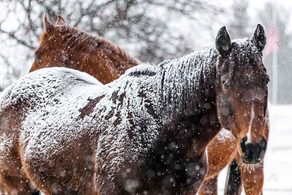 A bay and a chestnut horse stand out in the snow with thick winter coats