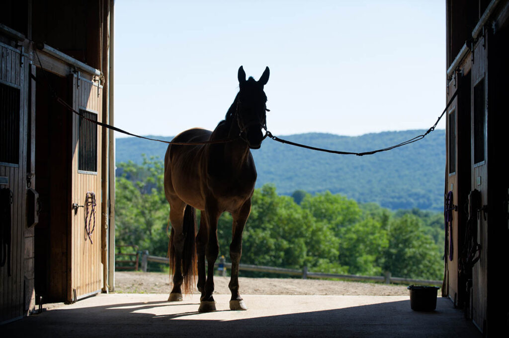 silhouette of a horse standing in the cross ties in a barn aisle with green hills behind him