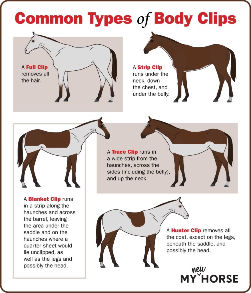 Body clipping infographic
