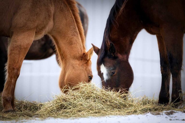 a chestnut and bay horse share a pile of hay in the snow