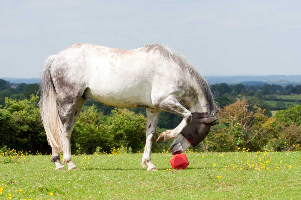 A gray horse plays with a treat-dispensing toy in a field