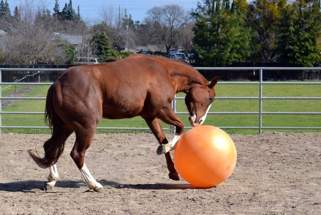 A horse plays with a large orange ball in a paddock