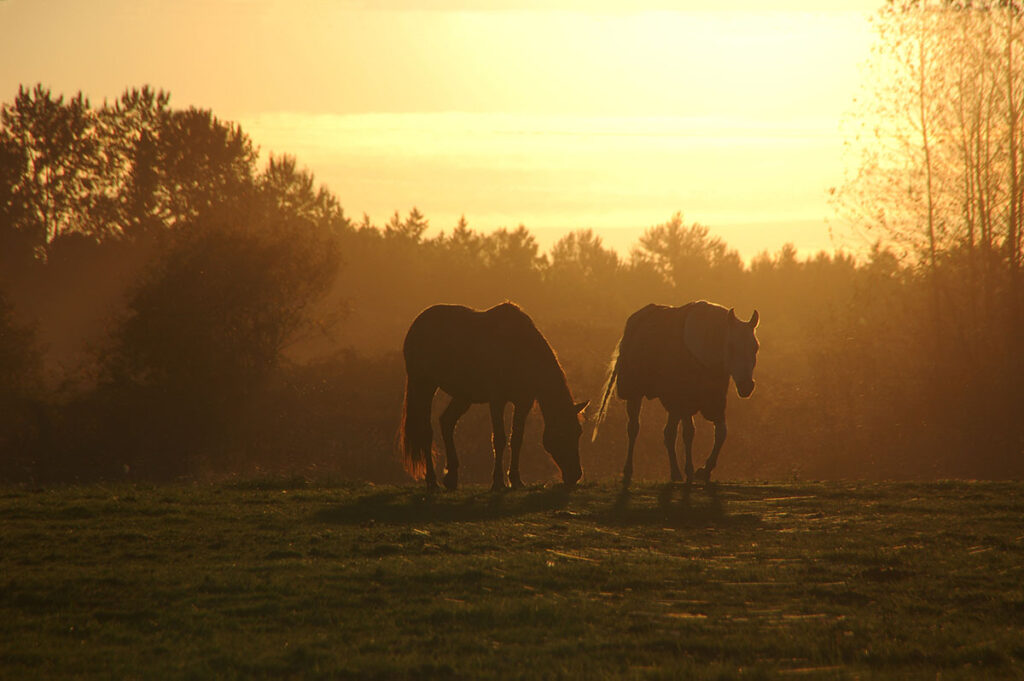 two horses grass in a field as sunset, silhouetted by the light