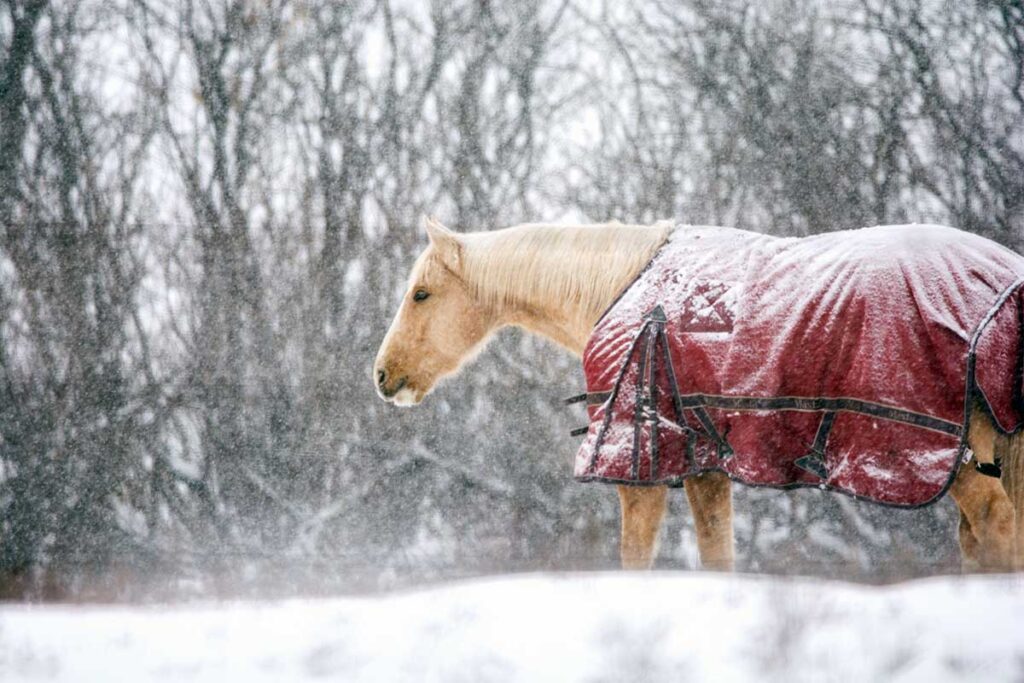a palomino horse wearing a red blanket stands in the snow