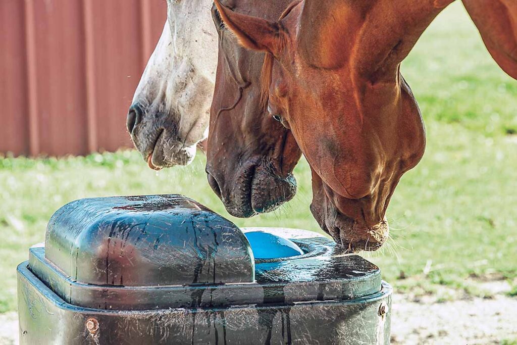 three horses drink from an automatic waterer in their paddocks, with just their muzzles visible
