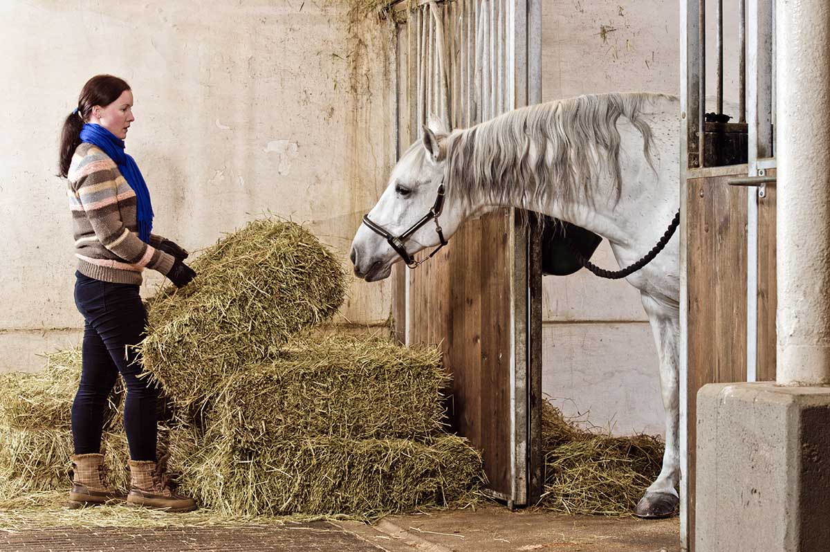 a woman lifts a bale of hay in front of a stall while a grey horse reaches out to grab a bite.