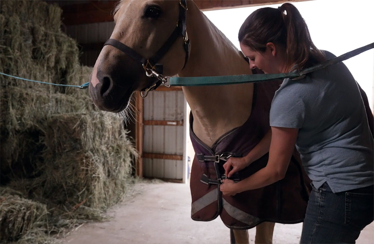 A woman in a barn aisle attaches the clasps at the front of a palomino horse's blanket to secure the blanket.