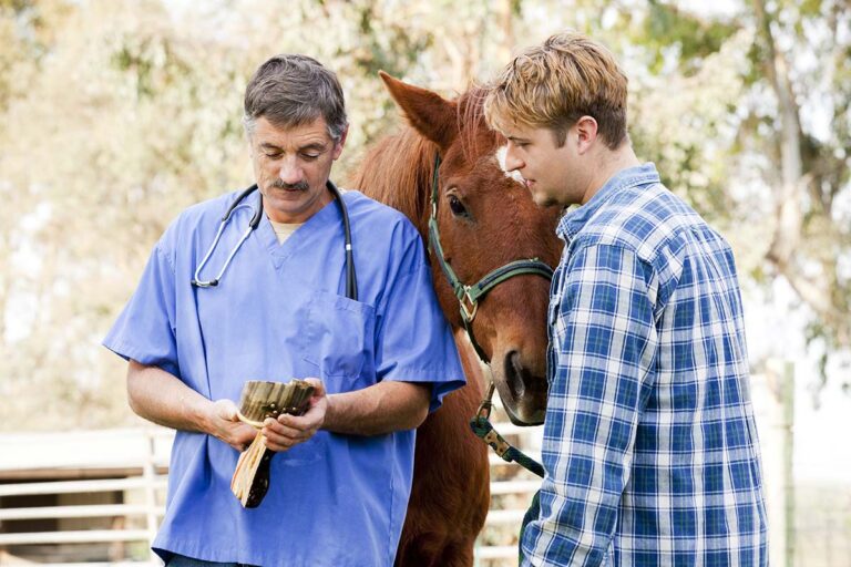 a young man holding a chestnut horse talks to an equine veterinarian