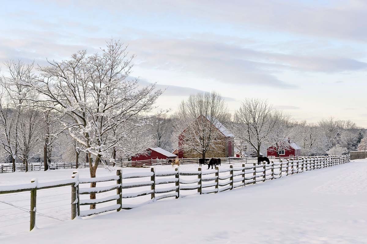 a picturesque horse farm in the snow, with horses in a field and the barn in the background