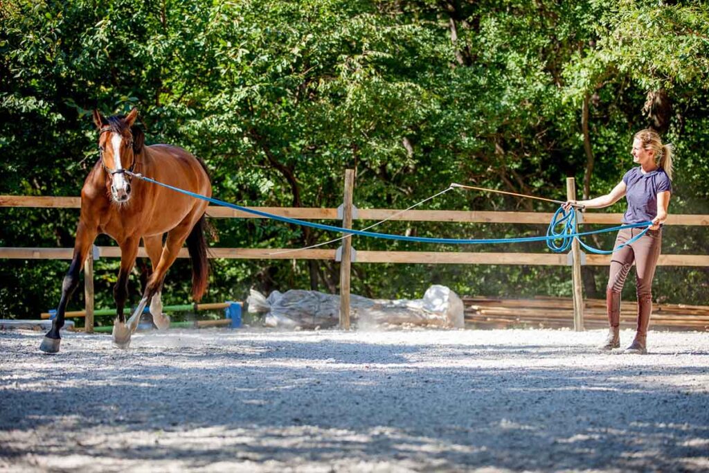 A woman in a blue top longes a bay horse using a longeing cavesson in an arena.