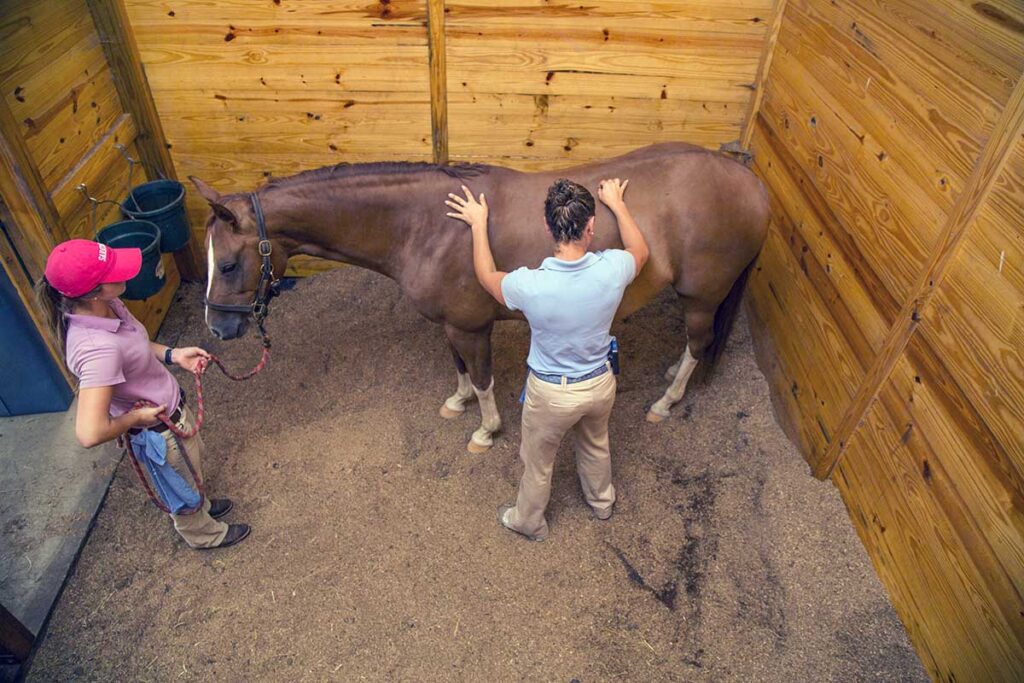 A female veterinarian palpates a horse's back in a stall to determine if it's painful
