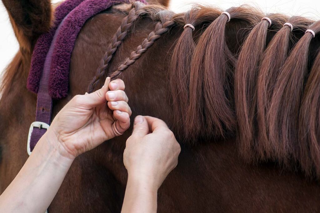 close-up image of a woman's hands braiding a chestnut's horse's mane