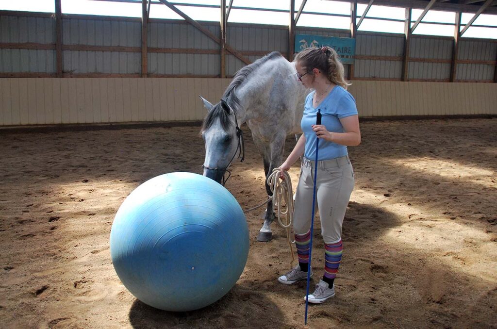A gray horse being led by a young woman sniffs a large blue inflatable ball in an indoor arena