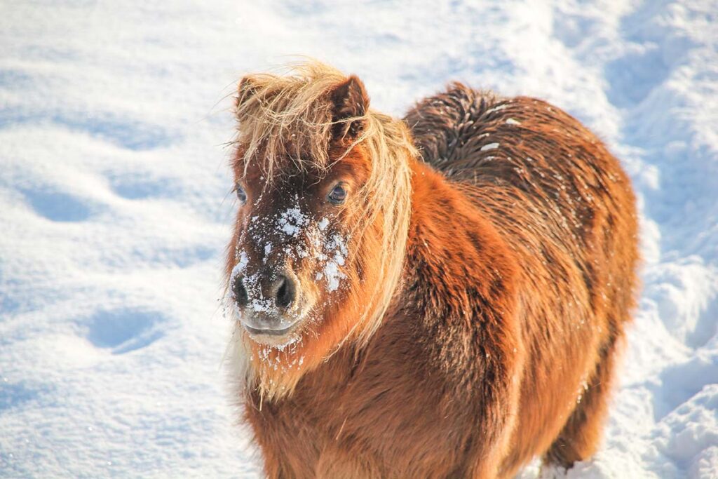 A cute chestnut Shetland pony in the snow with flakes on snow on his nose and face