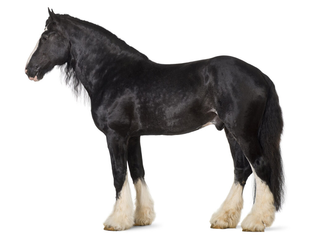The silhouette of a black shire horse standing against a white background.