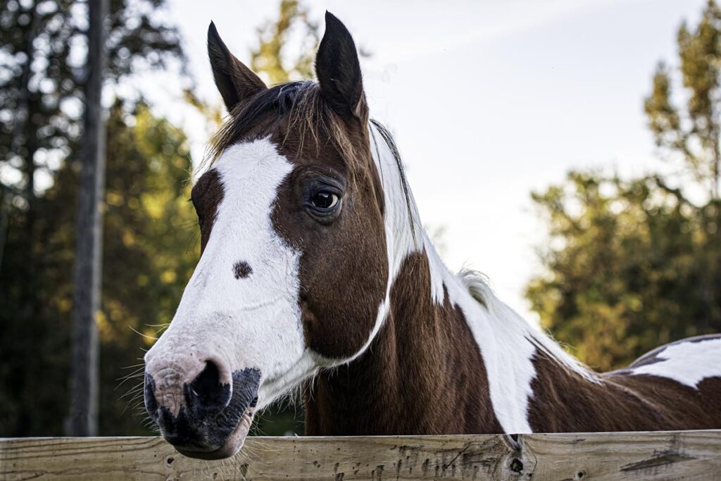 An older brown and white paint horse looks over a fence