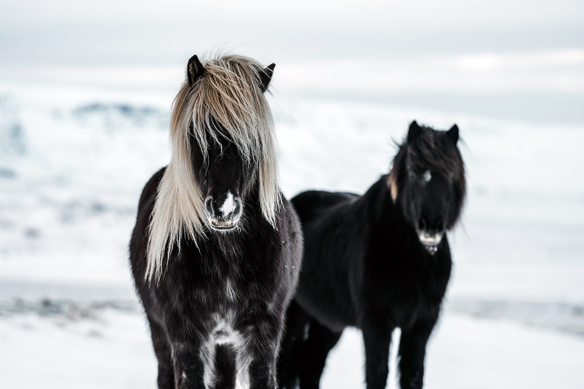 Two dark gray icelandic horses face the camera on a snowy winter day