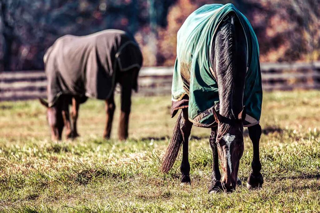 Two bay horses wearing turnout blankets forage for grass in a field