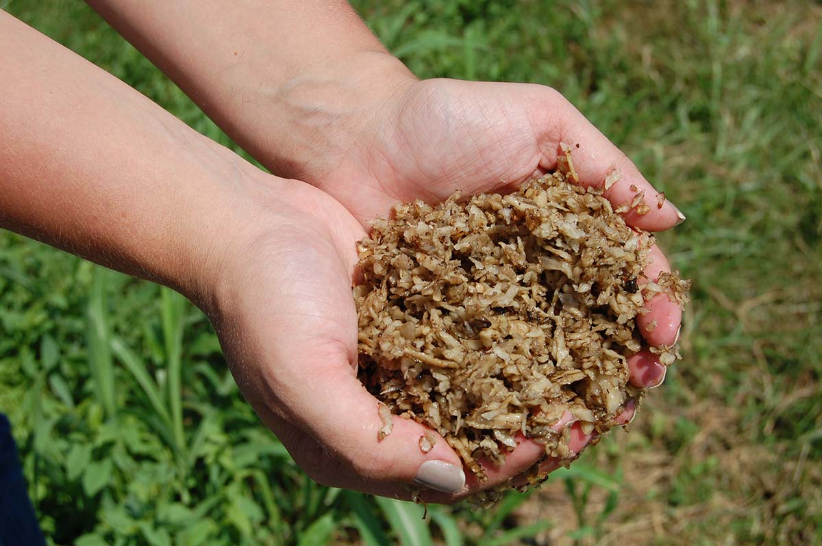 two hands holding a handful of soaked beet pulp preparing to feed it to a horse