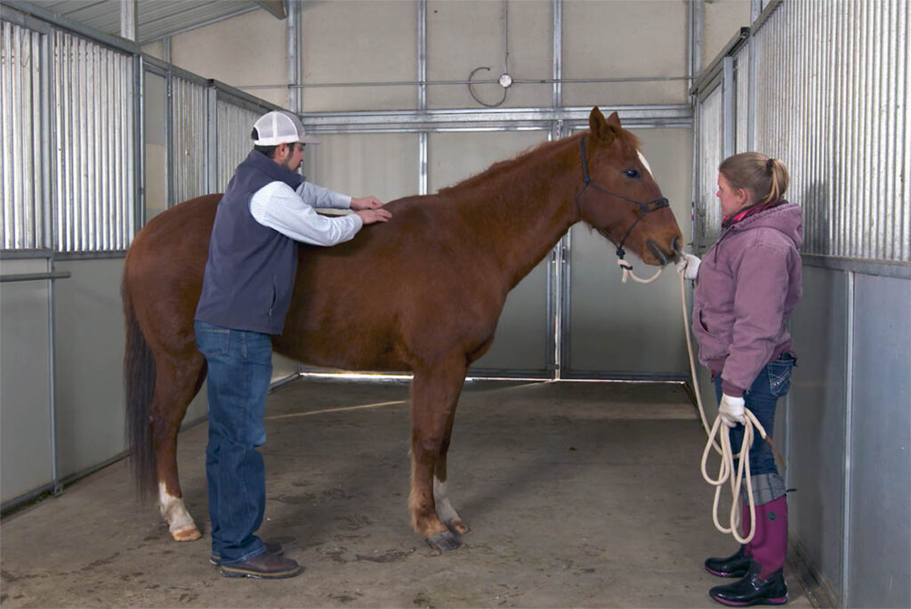 a male veterinarian palpates a chestnut's horse's back and spine to determine if it's sore.