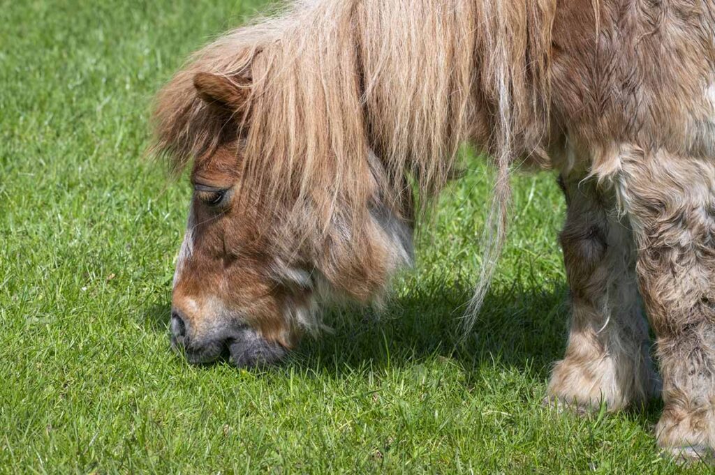 A shaggy red roan pony that looks like it has PPID or Cushing's disease grazes green grass.