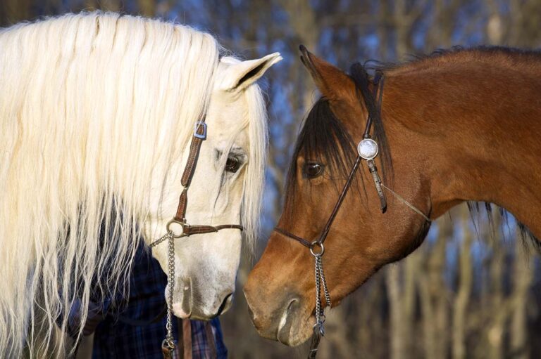 gray and bay arabian horses wearing traditional bridles sniff and touch noses