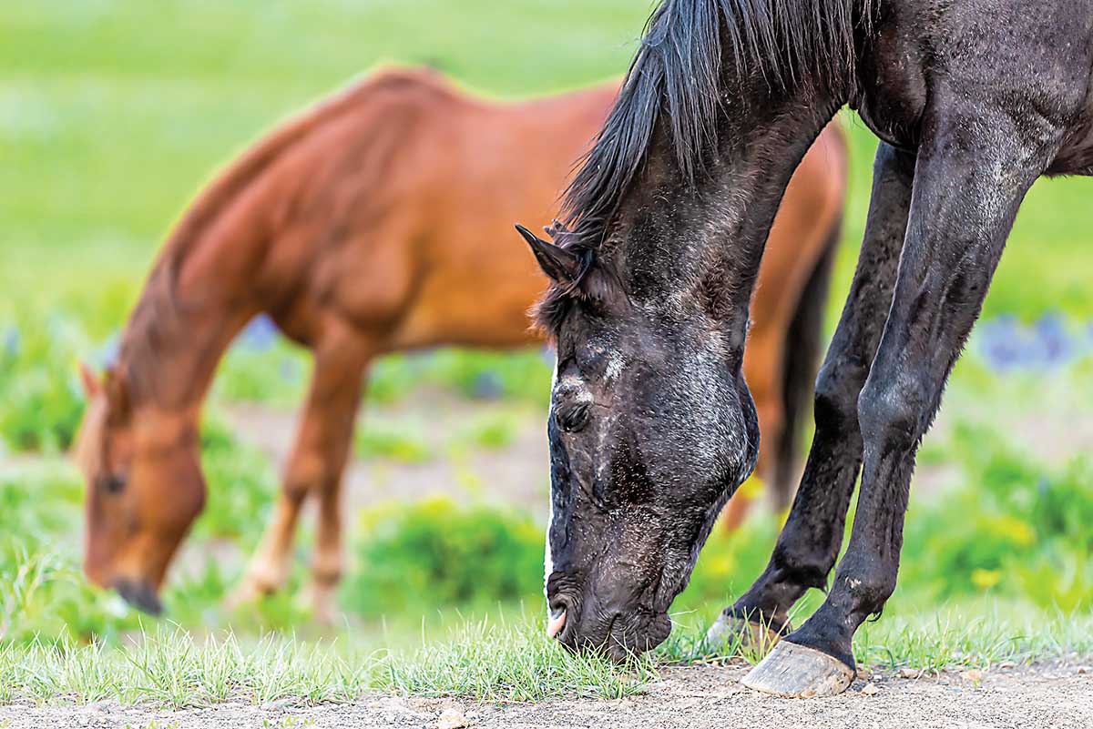 An older black horse grazes grass with his front limbs stretched out like he has laminitis.