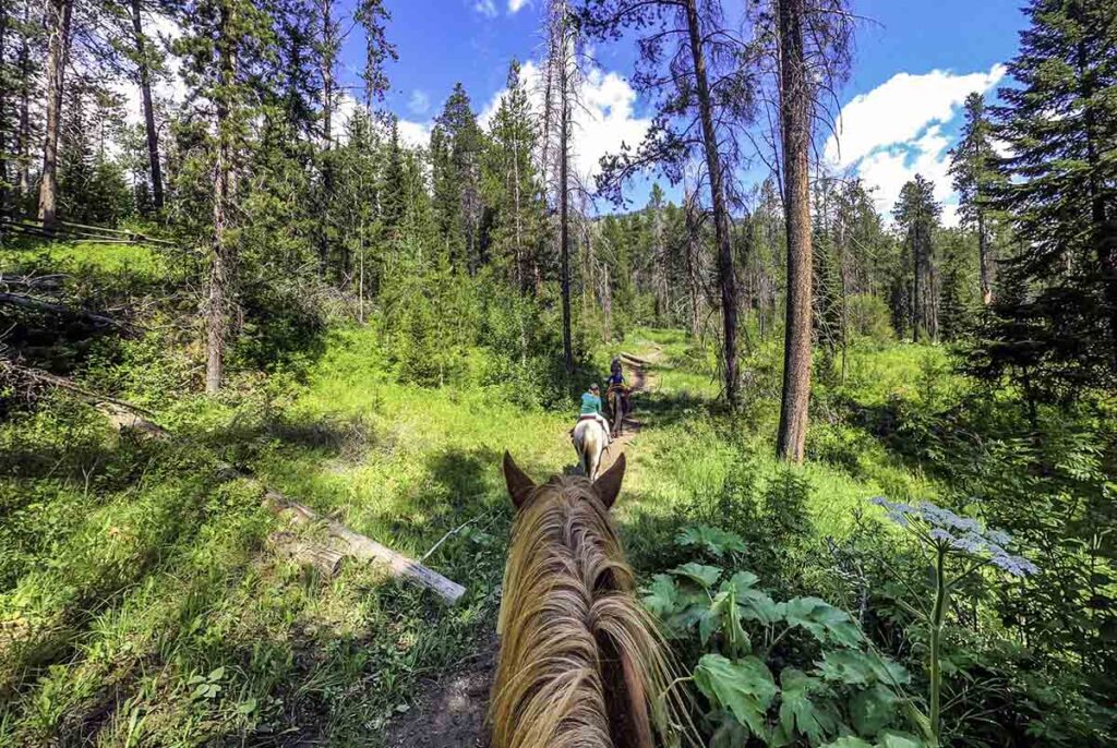 three horses and riders walk down a forest trail from the perspective of the rider in the back looking through her horse's ears.