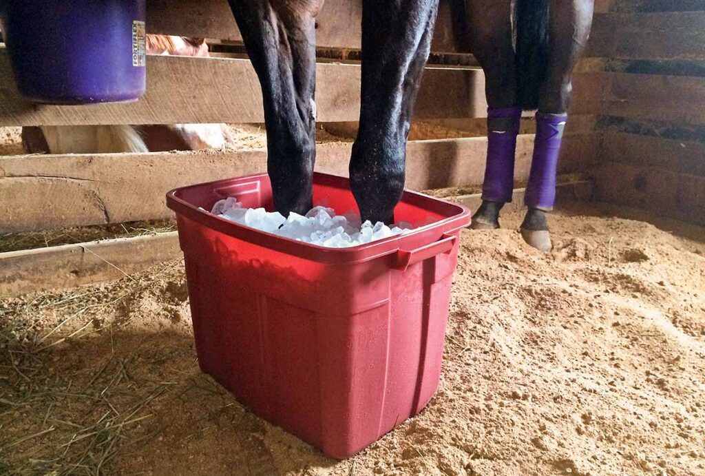 a dark bay horse's front legs immersed in a large red bucket of ice to prevent laminitis