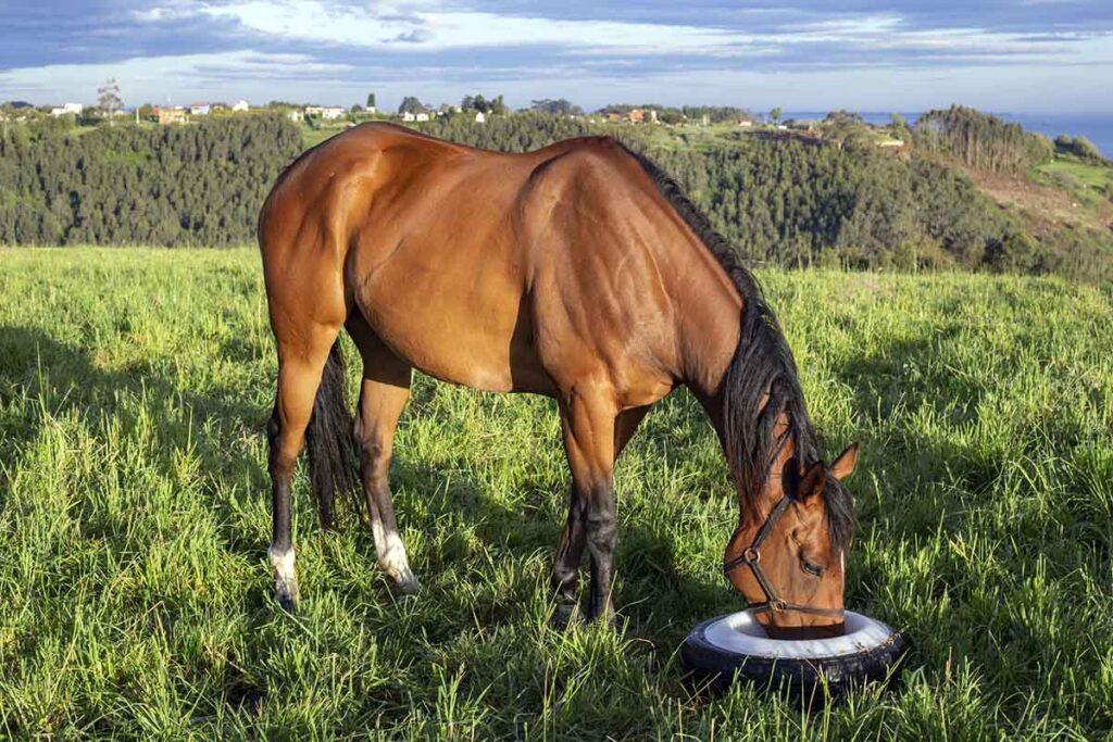 A shiny bay horse in a green field eats out of a round tire-shaped bucket on a sunny day.