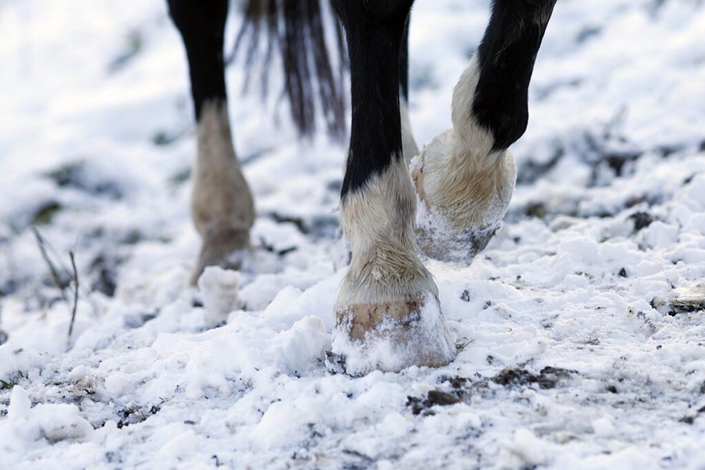 Close-up of a bay horse's hoofs and fetlocks walking in the ice and snow