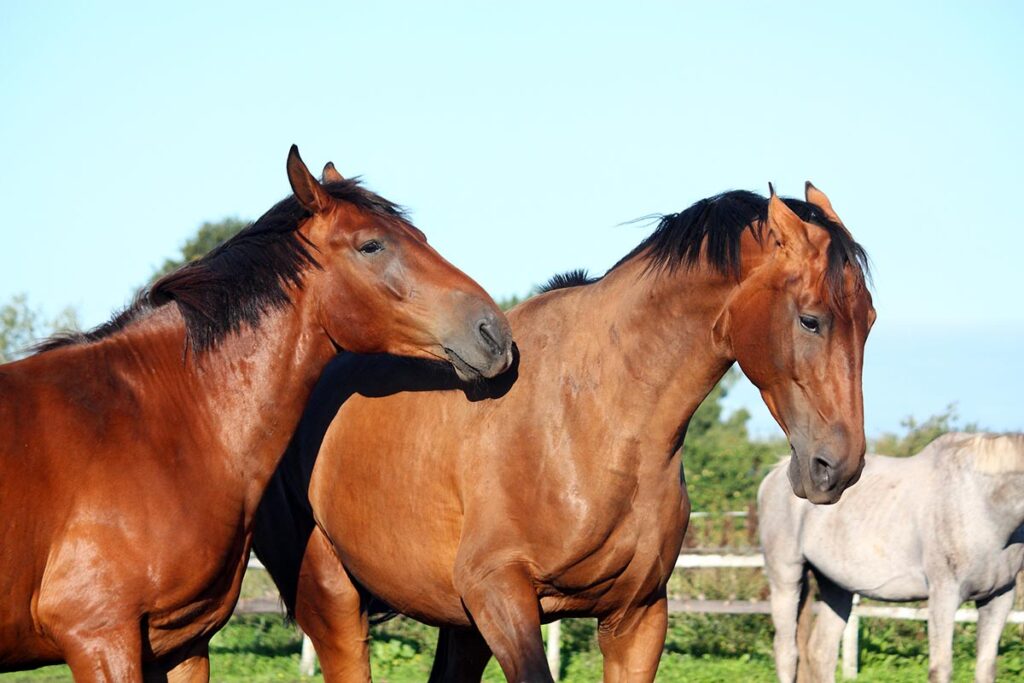 Two bay horses are in a paddock together, and one is acting grumpy toward the other.