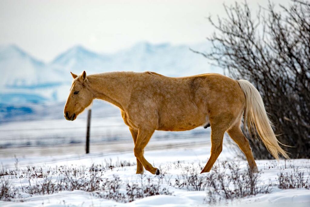 A pretty dappled palomino gelding walks through the snow with mountains in the background