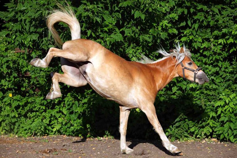 A haflinger horse kicks out while running in a paddock against green bushes