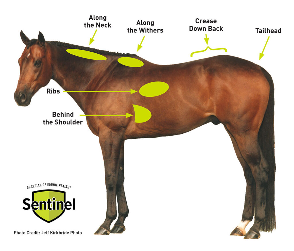 A bay horse silhouetted on a white background, with the areas of the body to assess body condition highlighted and labeled.