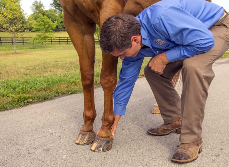 a male veterinarian wearing a blue shirt and khakis feels a chestnut horse's ankle for heat and signs of hoof problems.