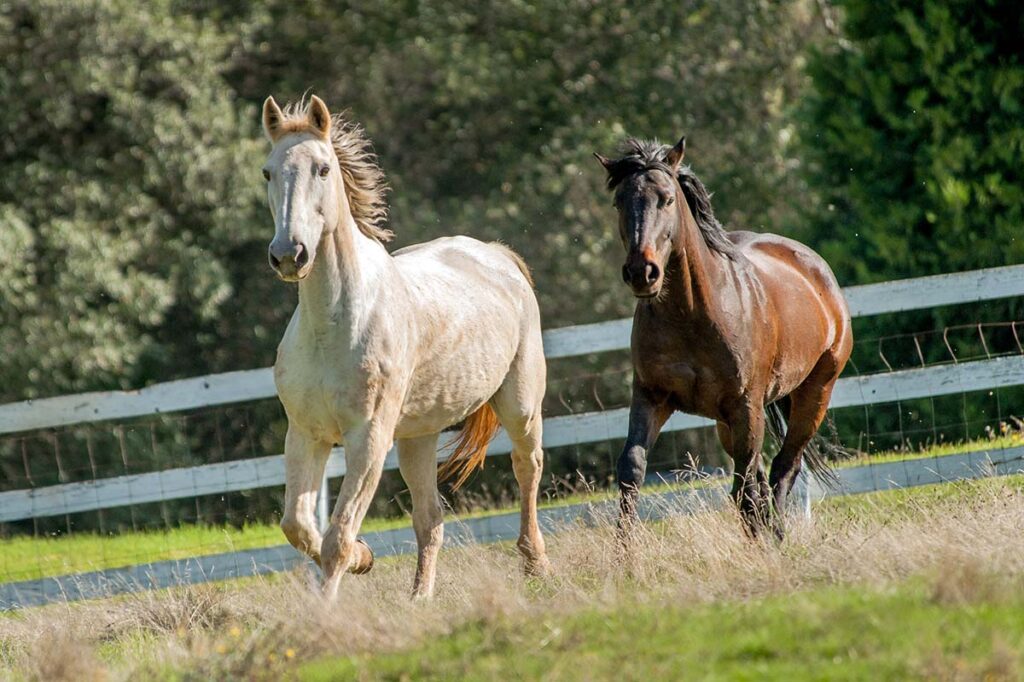 An older gray horse and a bay gelding trot through a field in autumn