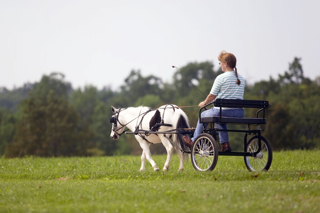 a small black and white pony walks across a field pulling a cart with a woman wearing a blue shirt