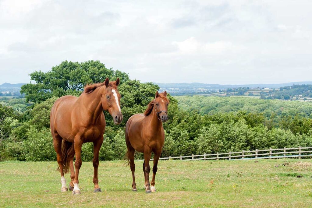 An older chestnut horse is a companion for a younger chestnut pony in a field