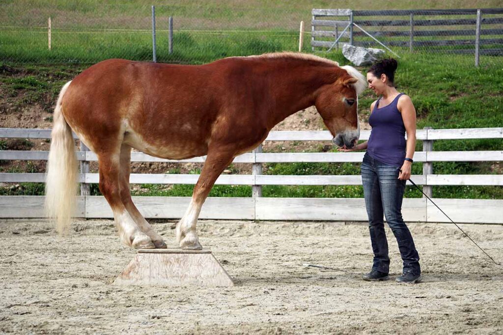 A female horse trainer asks a chestnut horse to stand with all four feet on a pedestal while at liberty in a round pen