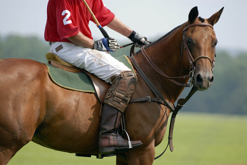 A bay polo pony in full polo gear and being ridden by a man in a red shirt turns to look at the camera with a pleasant expression