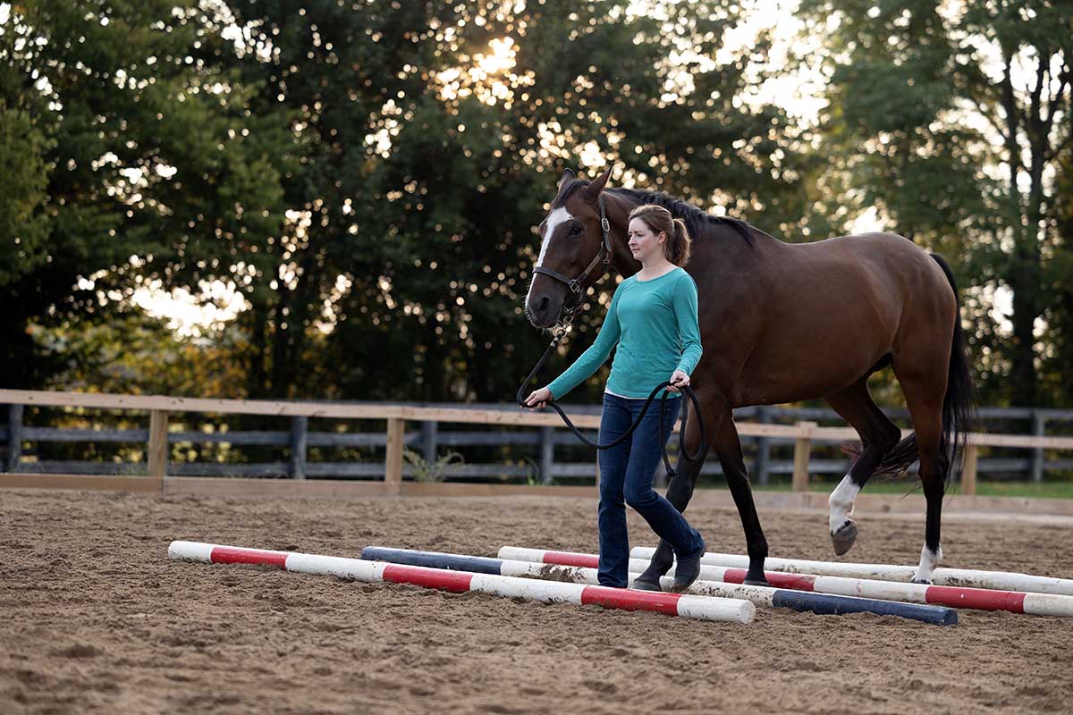 A woman in a green shirt leads a bay horse over striped ground poles as part of groundwork exercises.