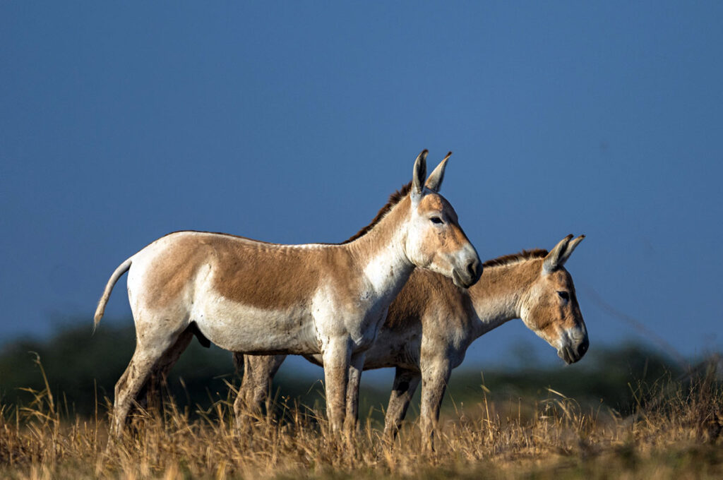 Two wild onagers graze in a brown field.