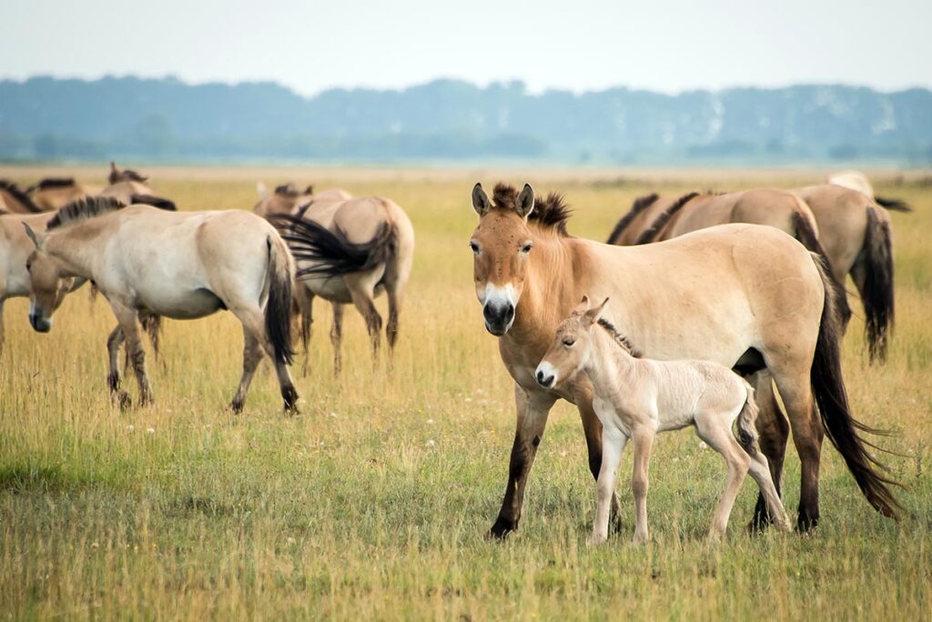 A herd of Przewalski's horses, mares, and foals graze on Hungarian plains