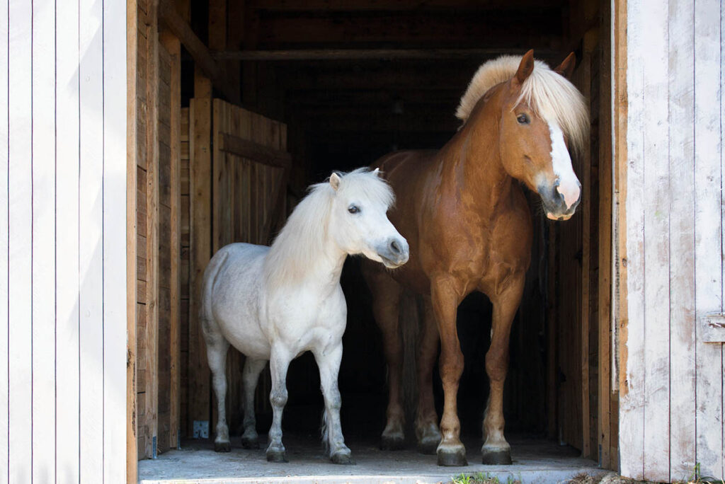 A chestnut horse and a gray pony stand in the opening of a white barn